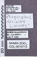 Etikette zu Propsephus discolor (NHMW-ZOO-COL-0010713)